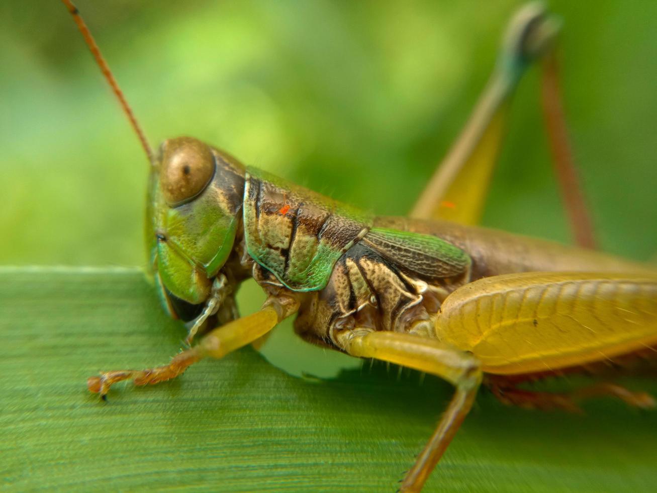 Insectos saltamontes verde encaramado sobre las hojas verdes foto