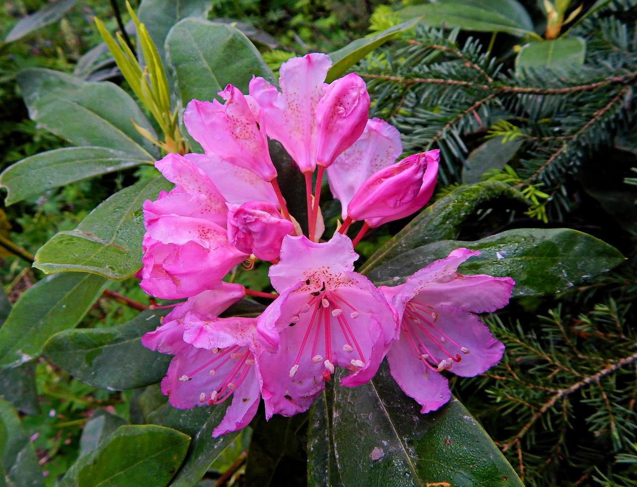 Pink Rhododendron blossoms in the forest on Rhododendron Ridge southeast of Glide OR photo