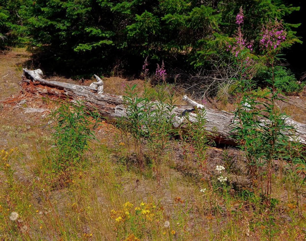 Backwoods Floral Scene along FR15 Cascade Range OR photo