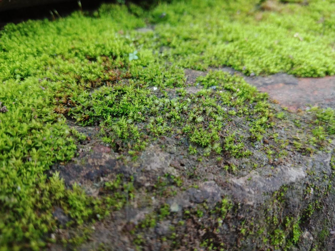 Close up landscape texture of moss on brick surface for background or quote necessity photo