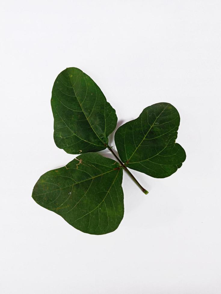 Top view portrait long bean leaves isolated on white background photo