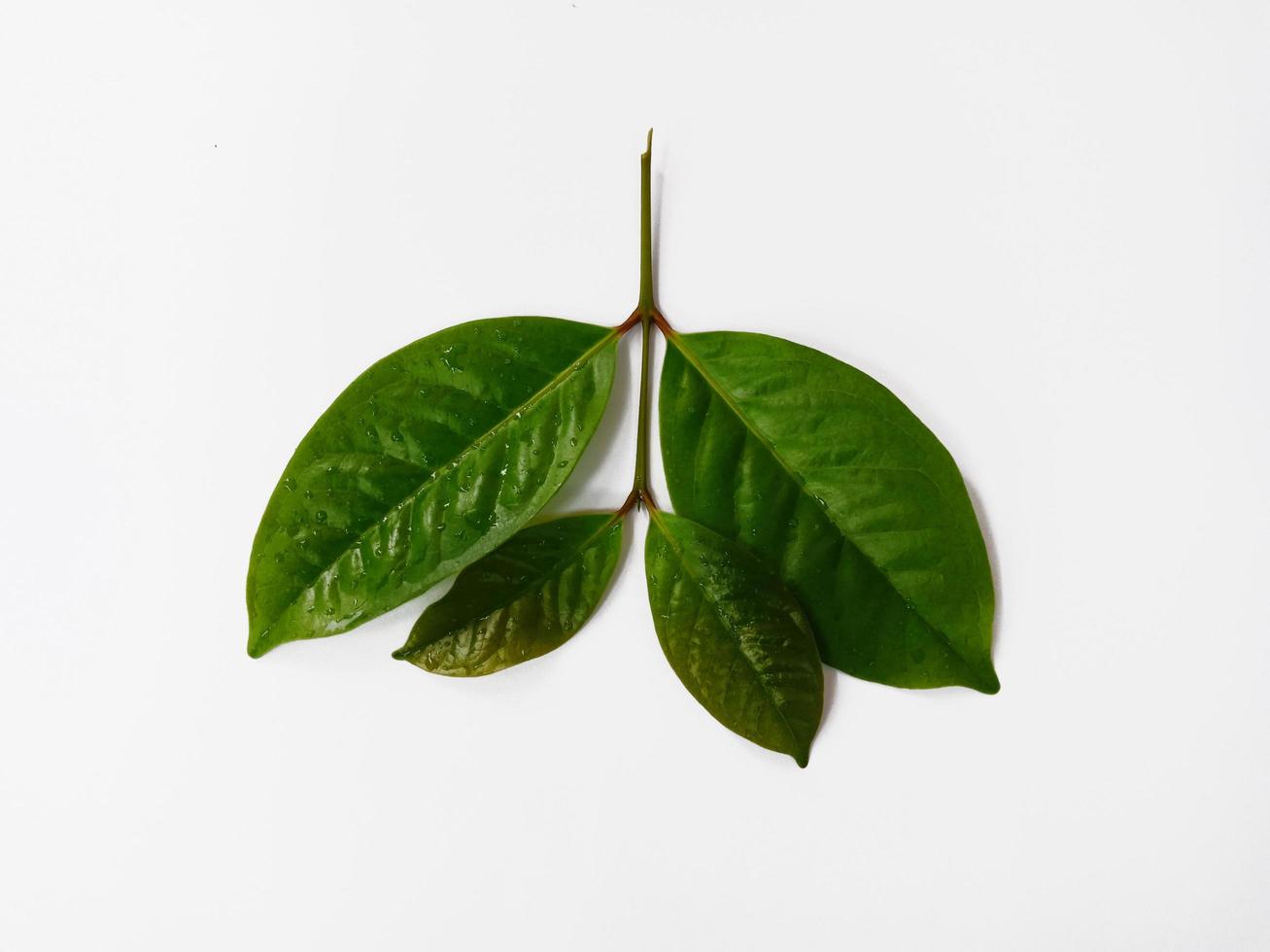 Top view landscape, some young bay leaves isolated on white background photo