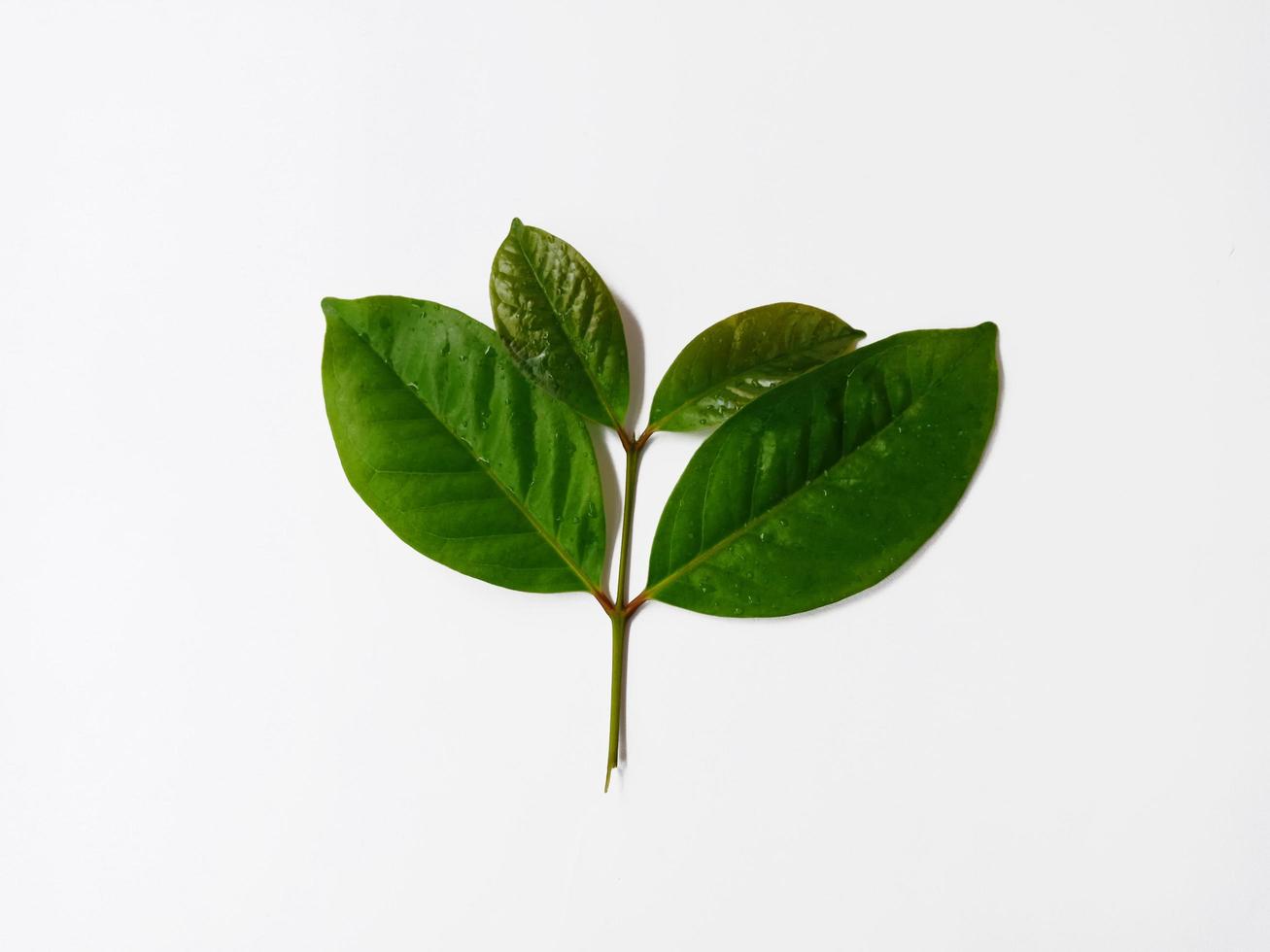 Top view landscape, some young bay leaves isolated on white background photo