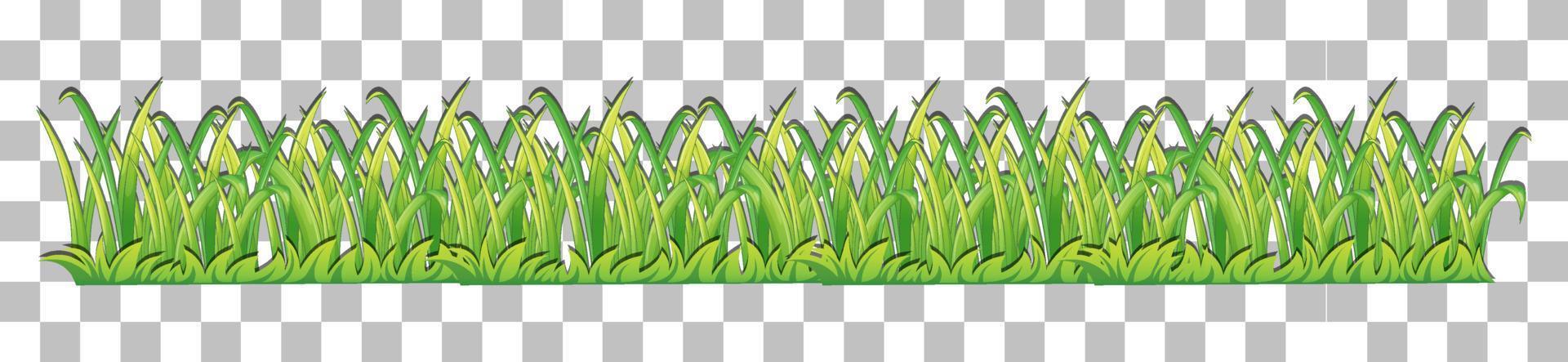 Green grass background for decor vector