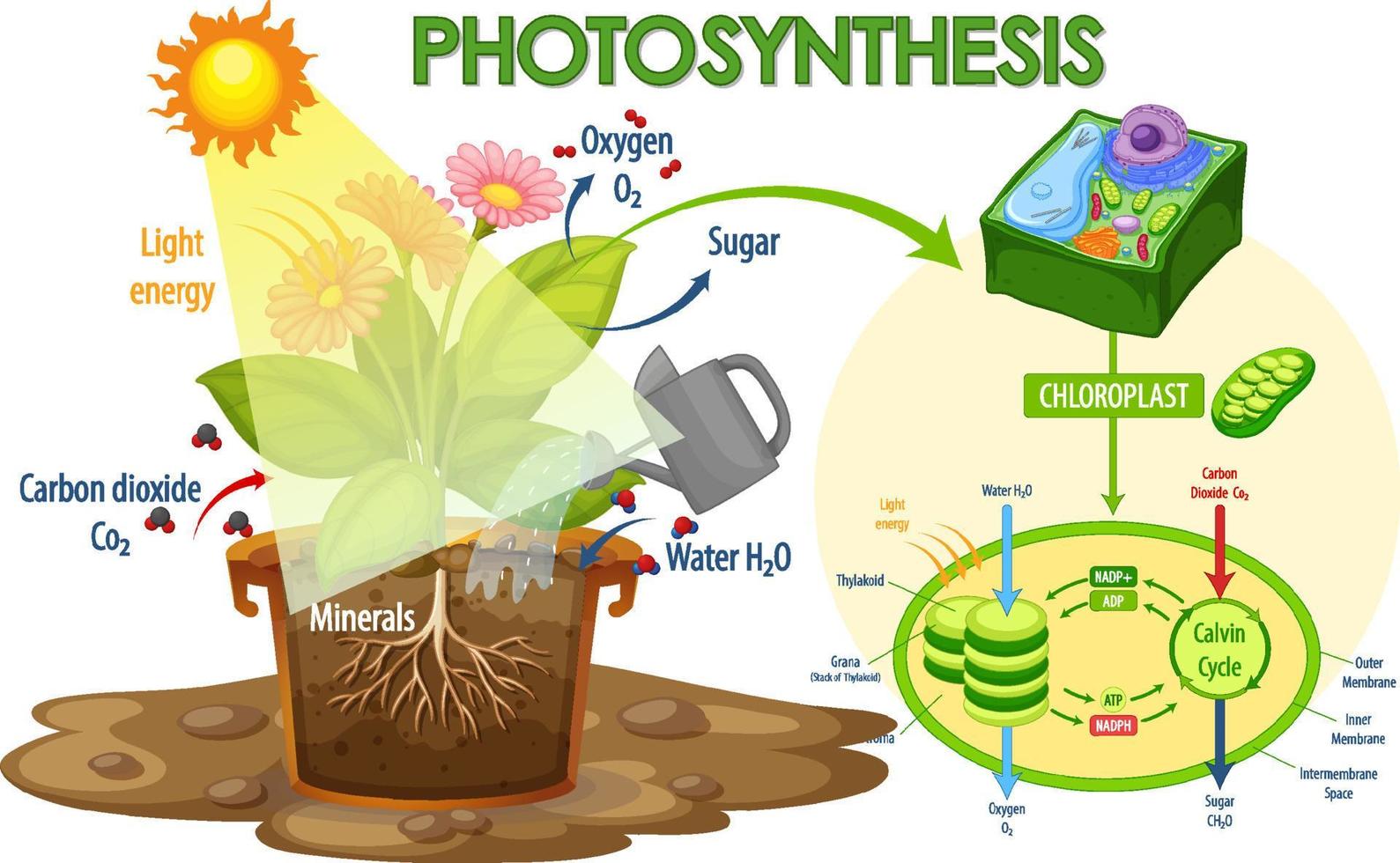 Diagram showing process of photosynthesis in plant vector