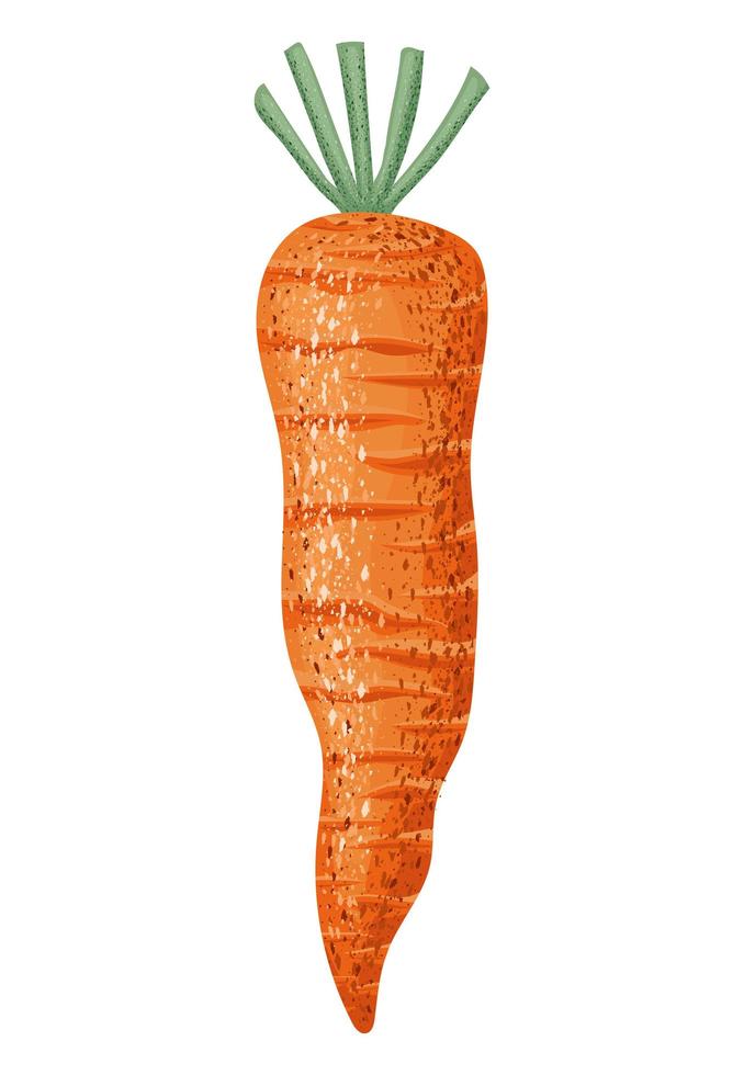 orange carrot illustration vector