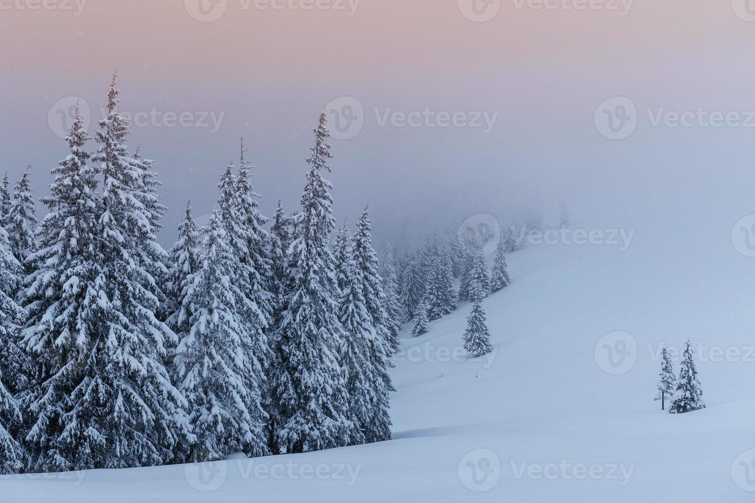 A calm winter scene. Firs covered with snow stand in a fog. Beautiful scenery on the edge of the forest. Happy New Year photo