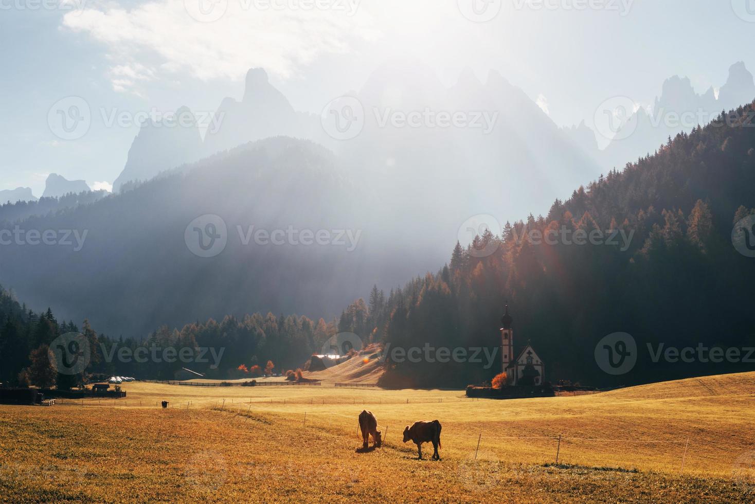 Farm with beautiful cows and chapel near the forest. Majestic mountains at background photo