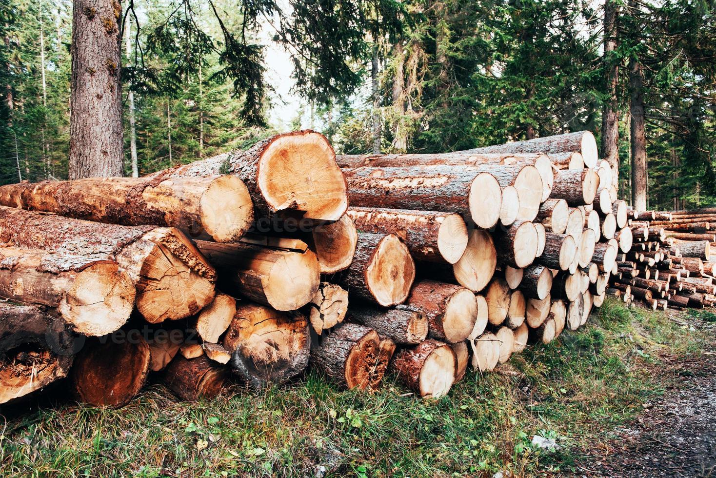 Troncos de madera recién cosechados apilados en un montón en el bosque verde foto