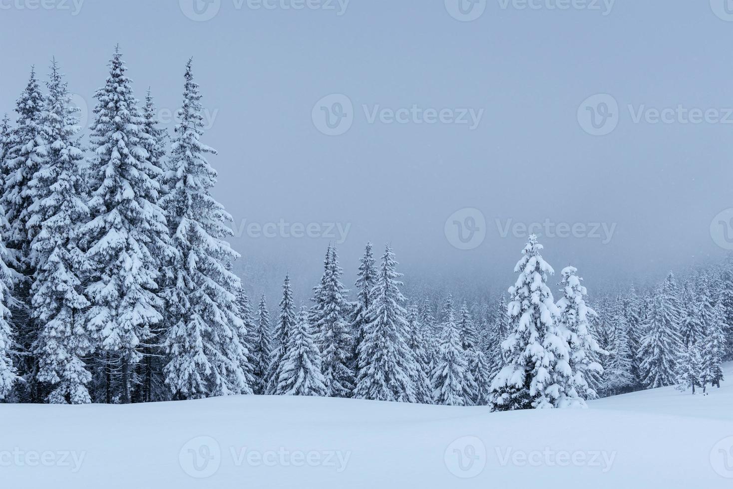 A calm winter scene. Firs covered with snow stand in a fog. Beautiful scenery on the edge of the forest. Happy New Year photo