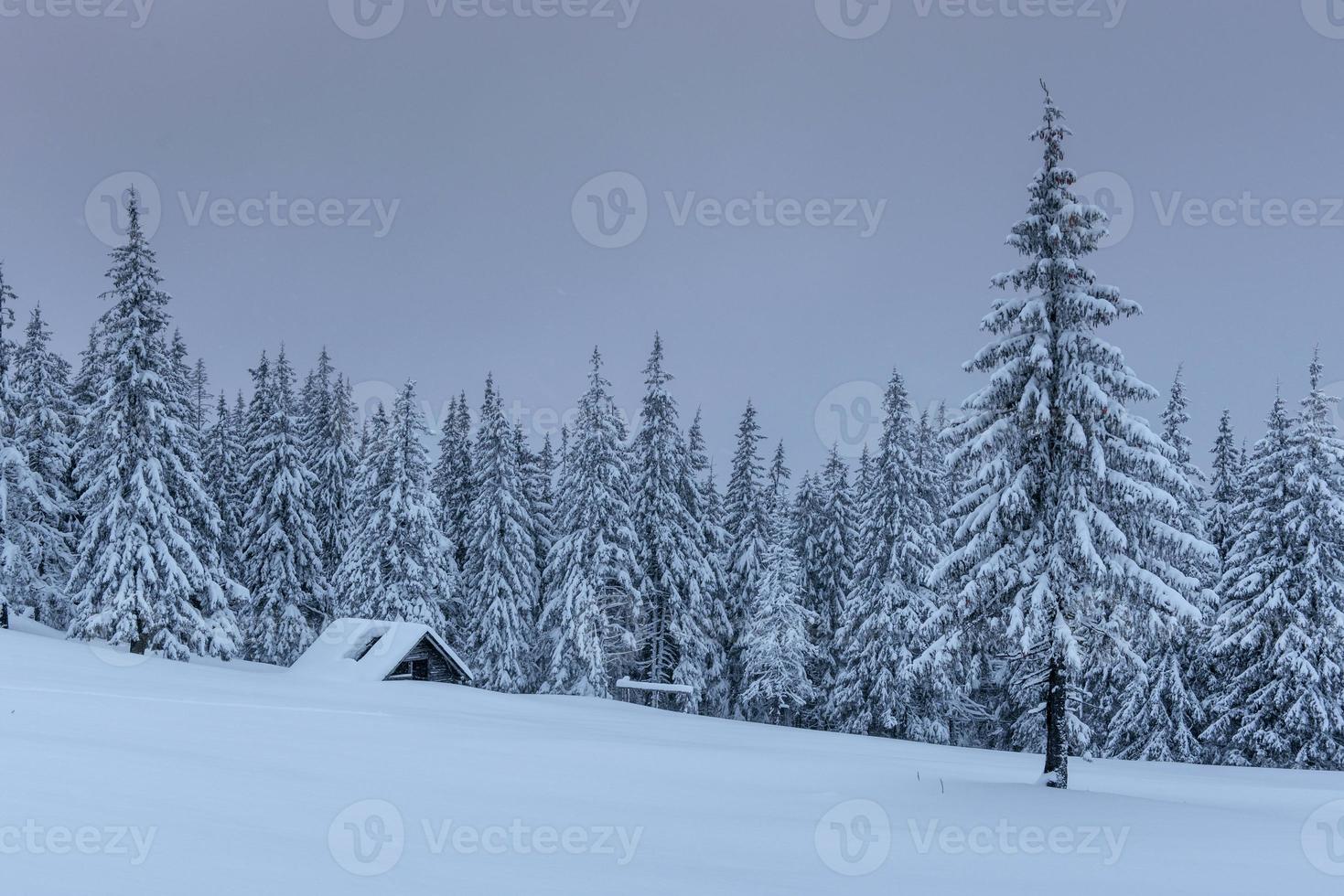 A calm winter scene. Firs covered with snow stand in a fog. Beautiful scenery on the edge of the forest. Happy New Year photo
