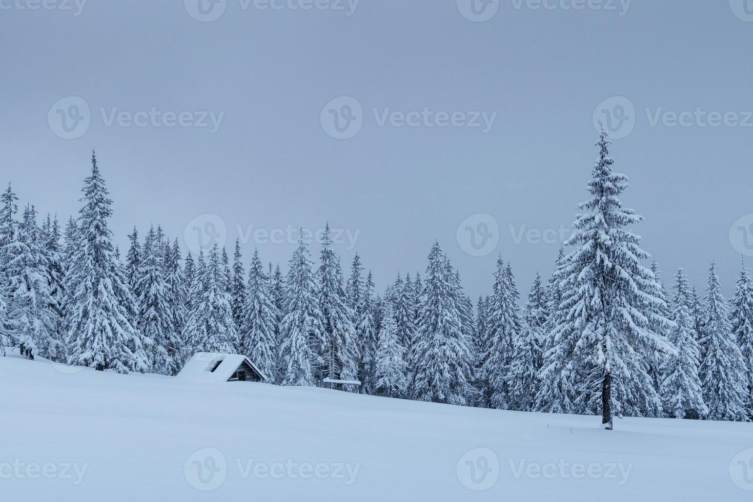 A calm winter scene. Firs covered with snow stand in a fog. Beautiful scenery on the edge of the forest. Happy New Year photo