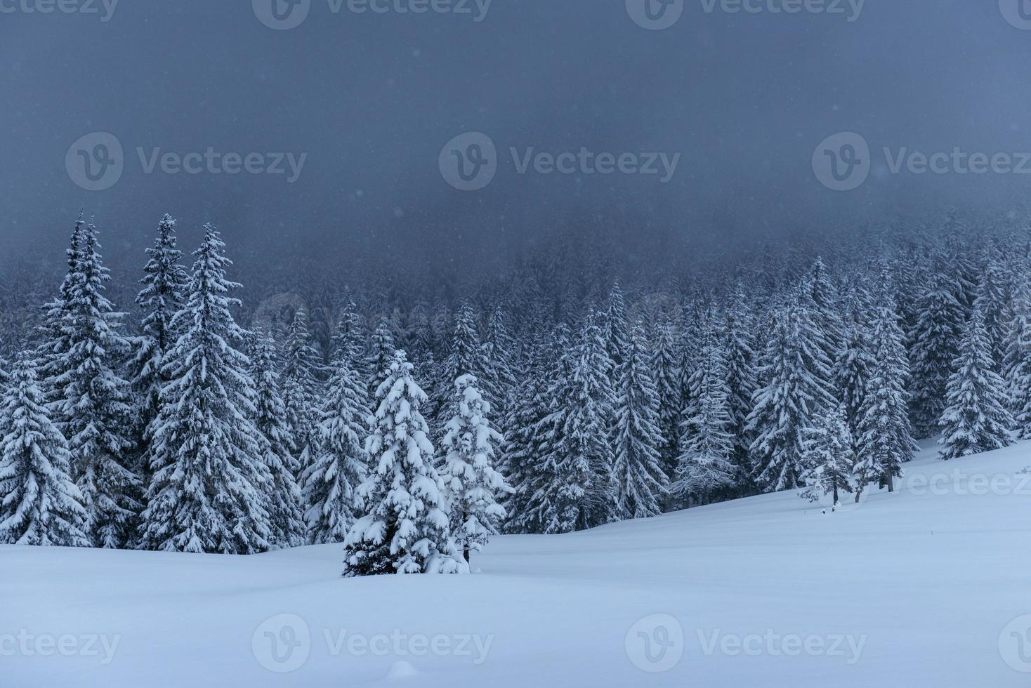 Majestic winter landscape, pine forest with trees covered with snow. A dramatic scene with low black clouds, a calm before the storm photo