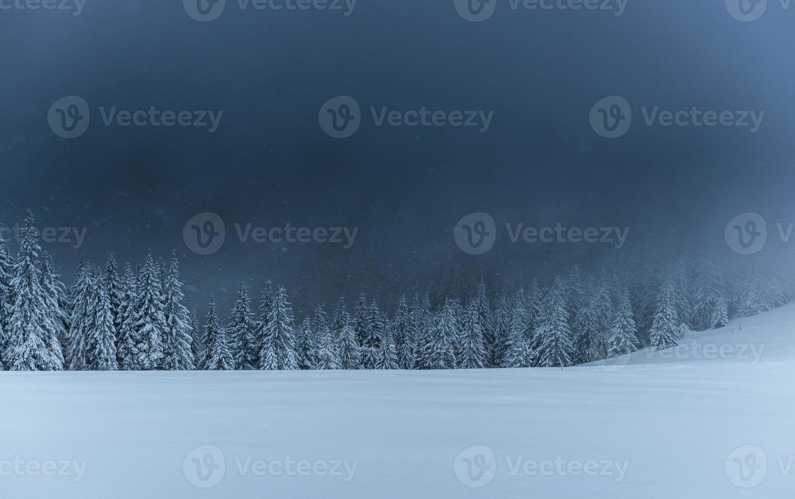 majestuoso paisaje invernal, bosque de pinos con árboles cubiertos de nieve. una escena dramática con nubes negras bajas, una calma antes de la tormenta foto