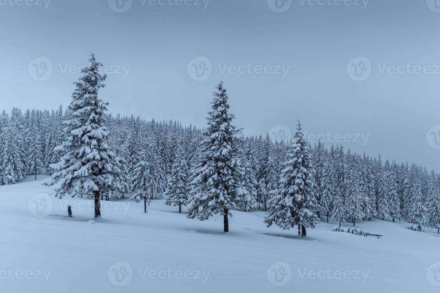 A calm winter scene. Firs covered with snow stand in a fog. Beautiful scenery on the edge of the forest. Happy New Year photo