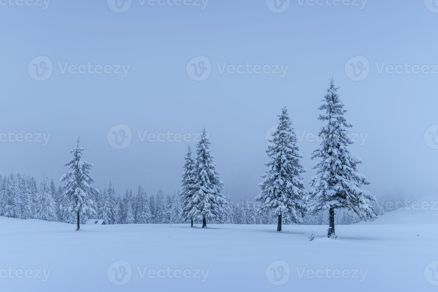 A calm winter scene. Firs covered with snow stand in a fog. Beautiful scenery on the edge of the forest. Happy New Year photo