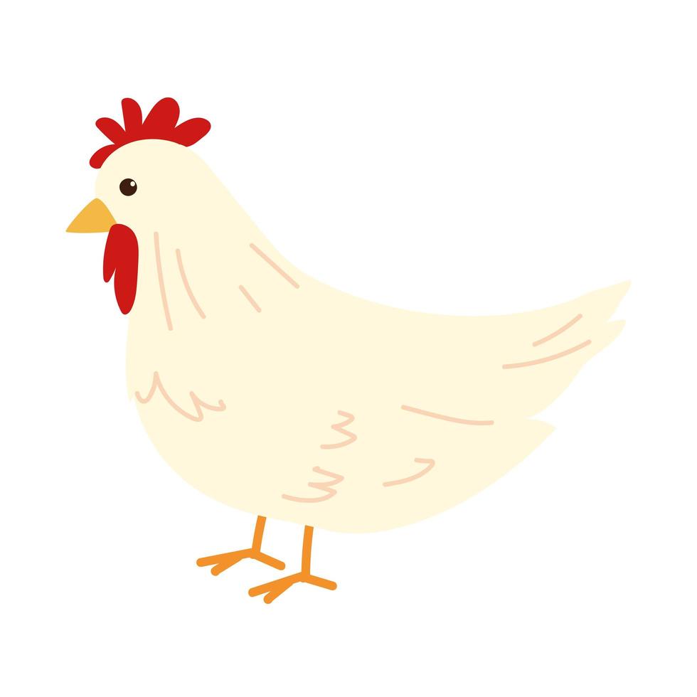 lindo pollo blanco vector