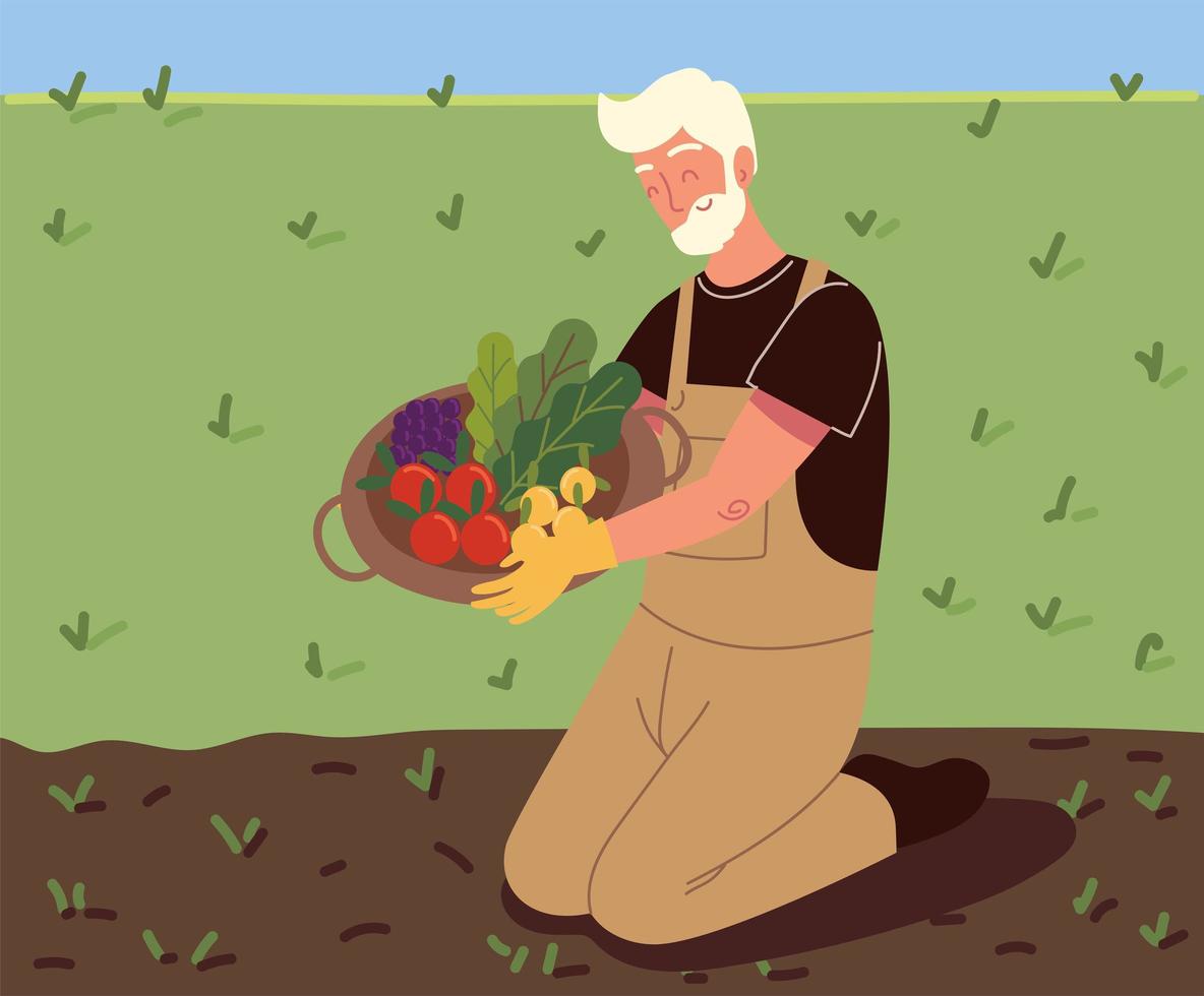 old man picking a vegetables vector