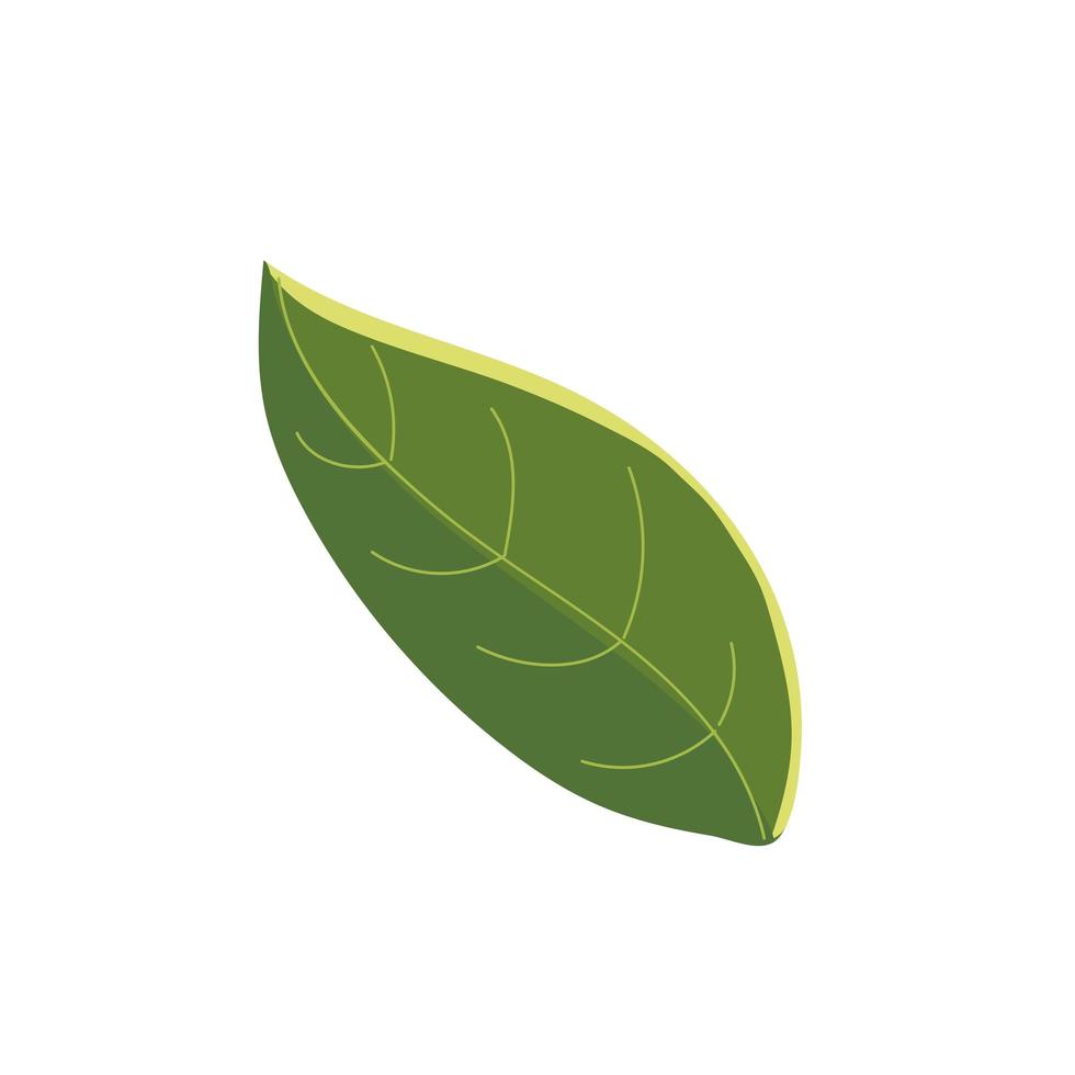 hoja naturaleza follaje diseño de icono botánico orgánico vector