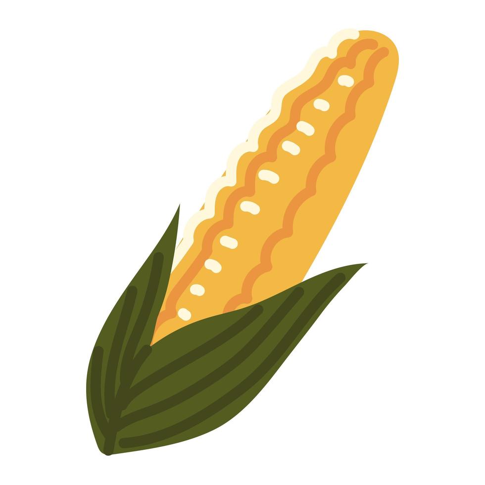 fresh corn cob vector