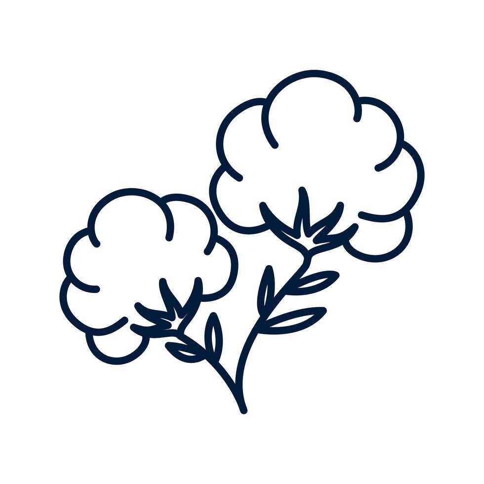 two cotton flowers vector