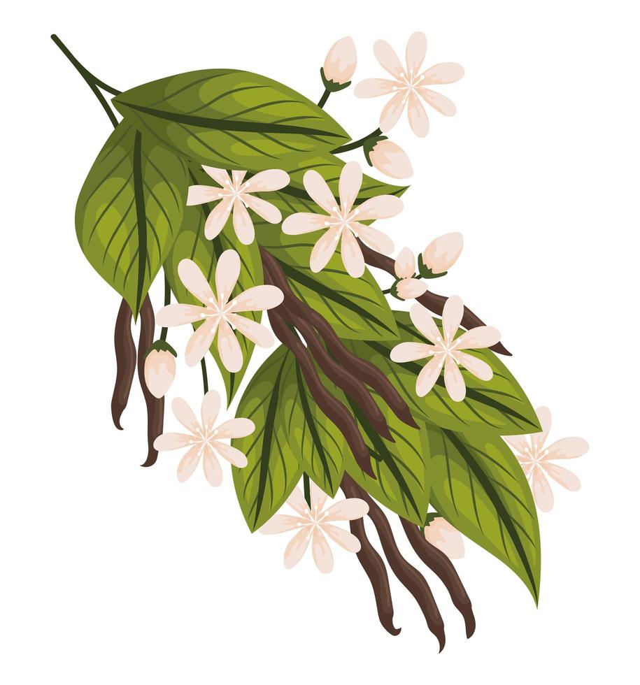 pretty vanilla plant vector