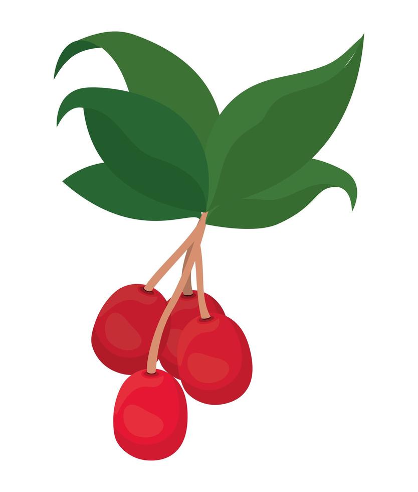 cherry with stem and leaves vector