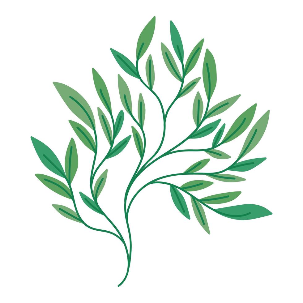 pretty leaves branch vector