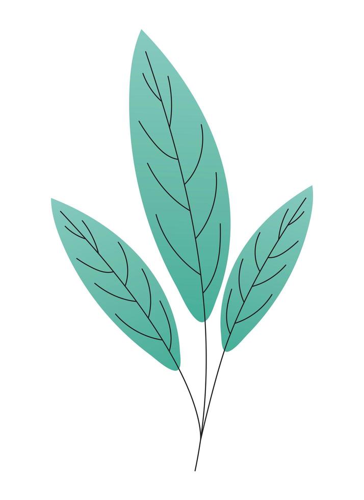 leaves of a green color vector