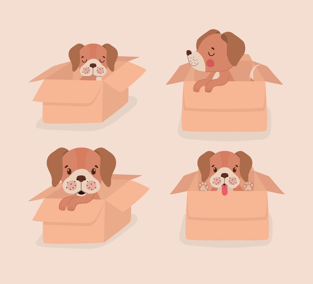 boxes with puppies vector