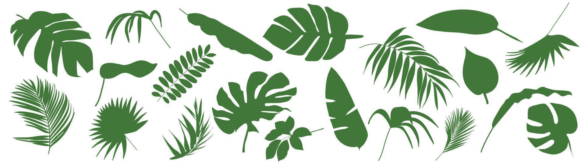 Set of Tropical leaves. Vector illustration of various green foliage isolated on white.