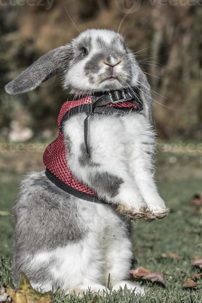rabbit,  bunny outdoors photo