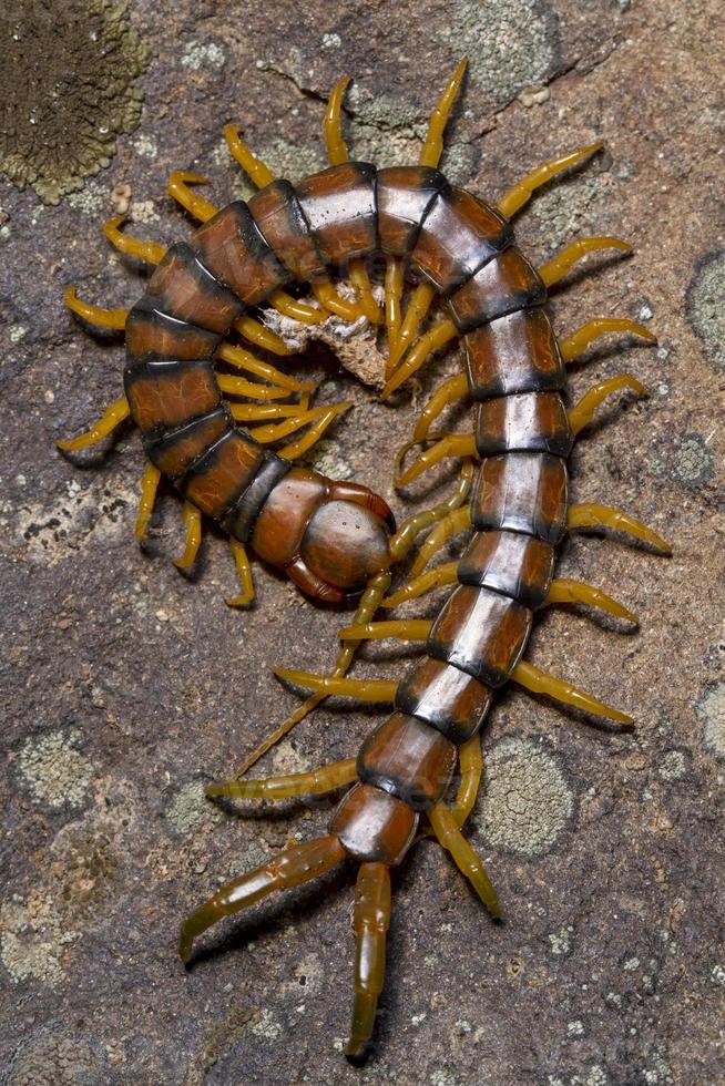 ciempiés megaro scolopendra cingulata foto