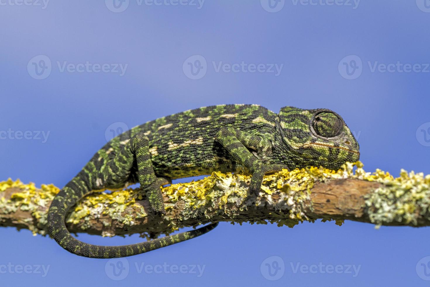 Mediterranean Chameleon on the tree photo