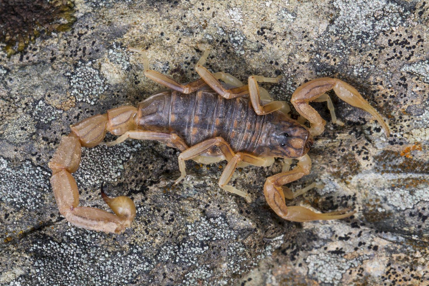 buthus escorpión scorpio occitanus foto