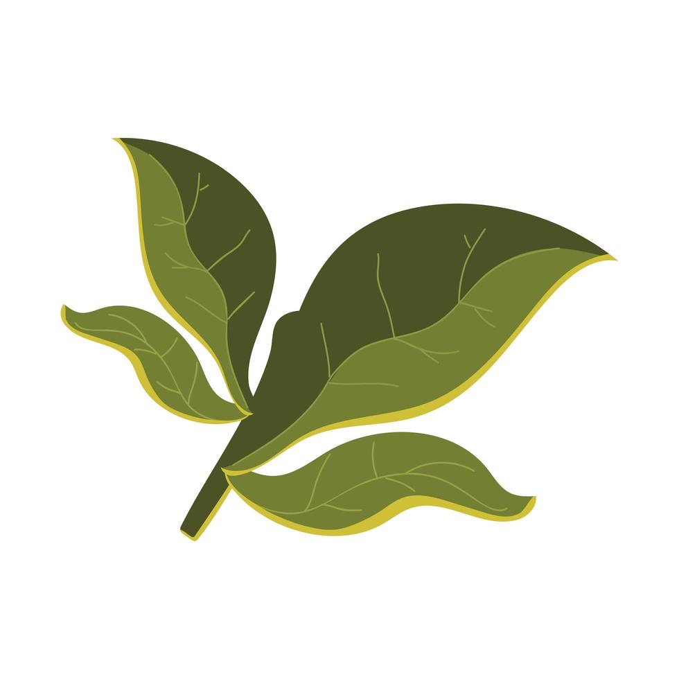 Hojas de vegetación de follaje diseño de icono de planta vector