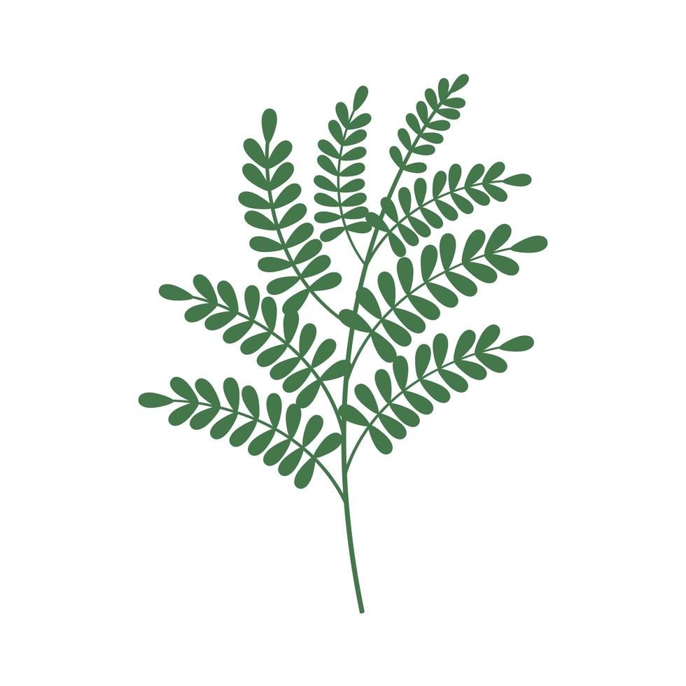 branch with small green leaves vector