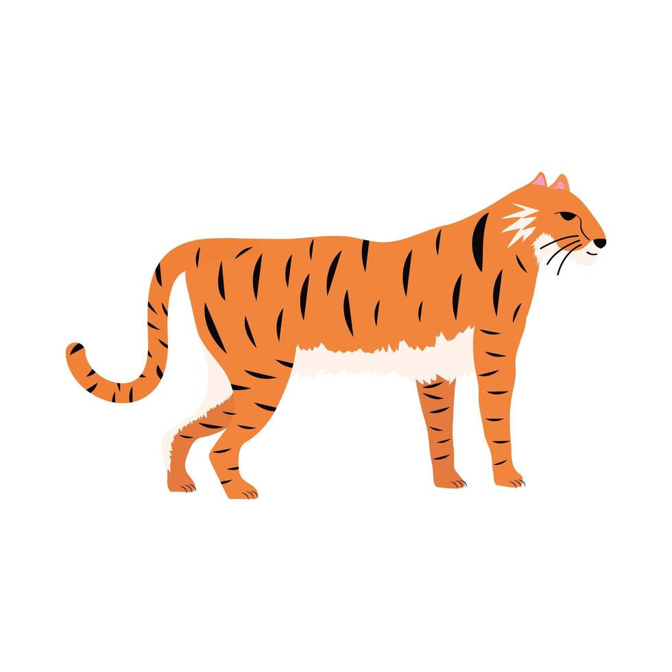 tiger feline animal vector