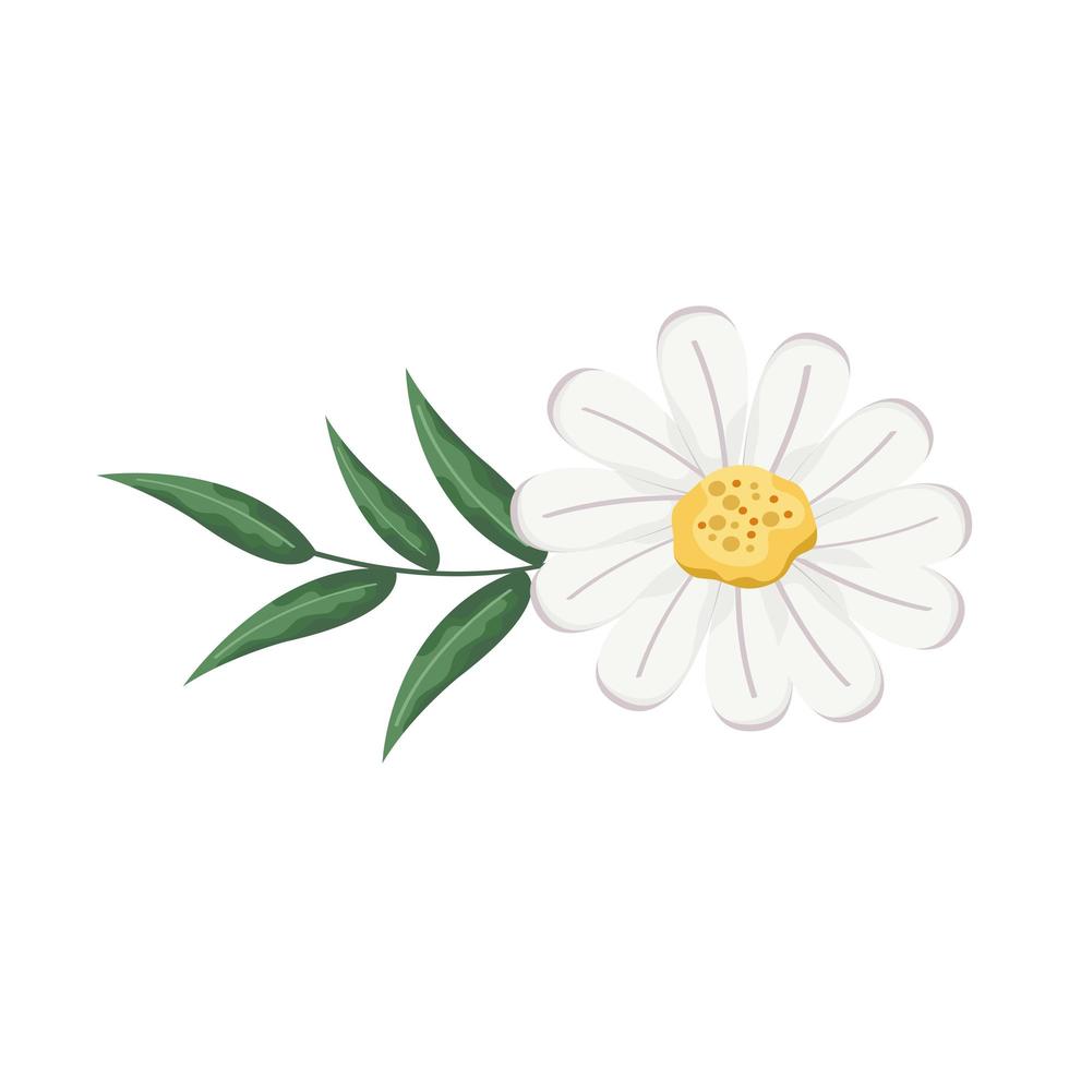 daisy flower with branch vector