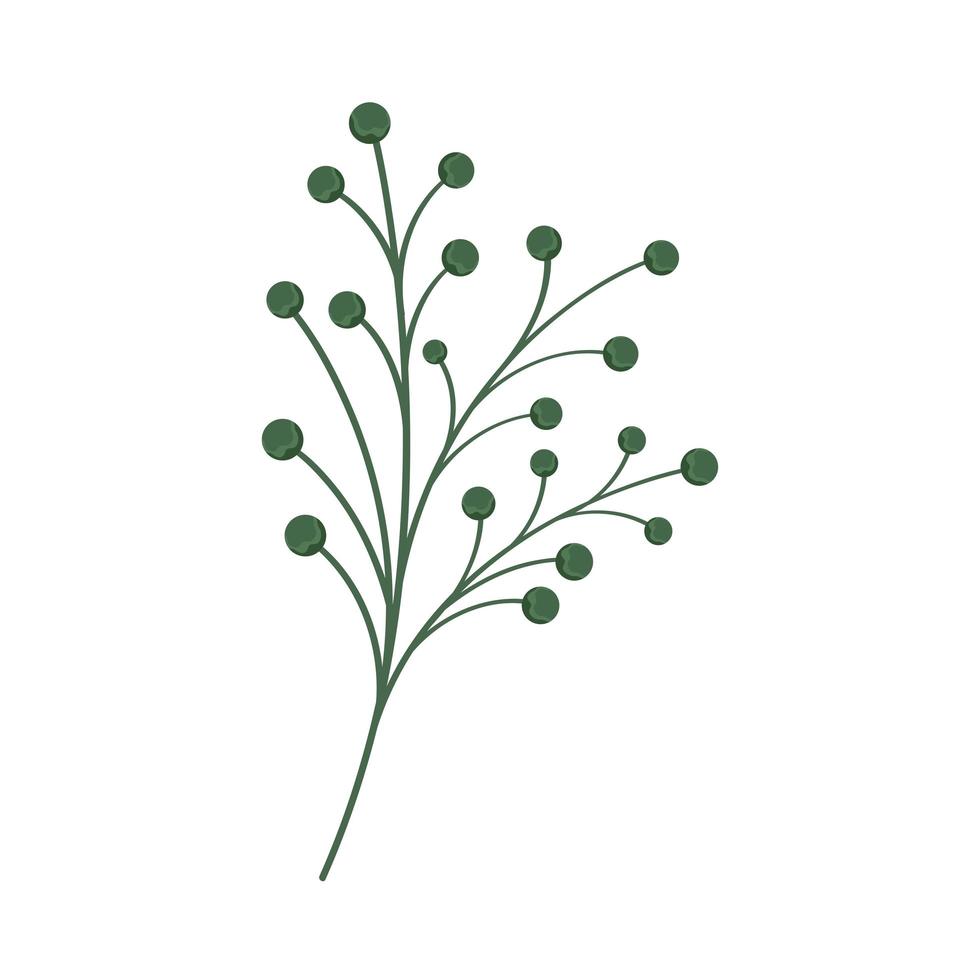branch with seeds natural vector