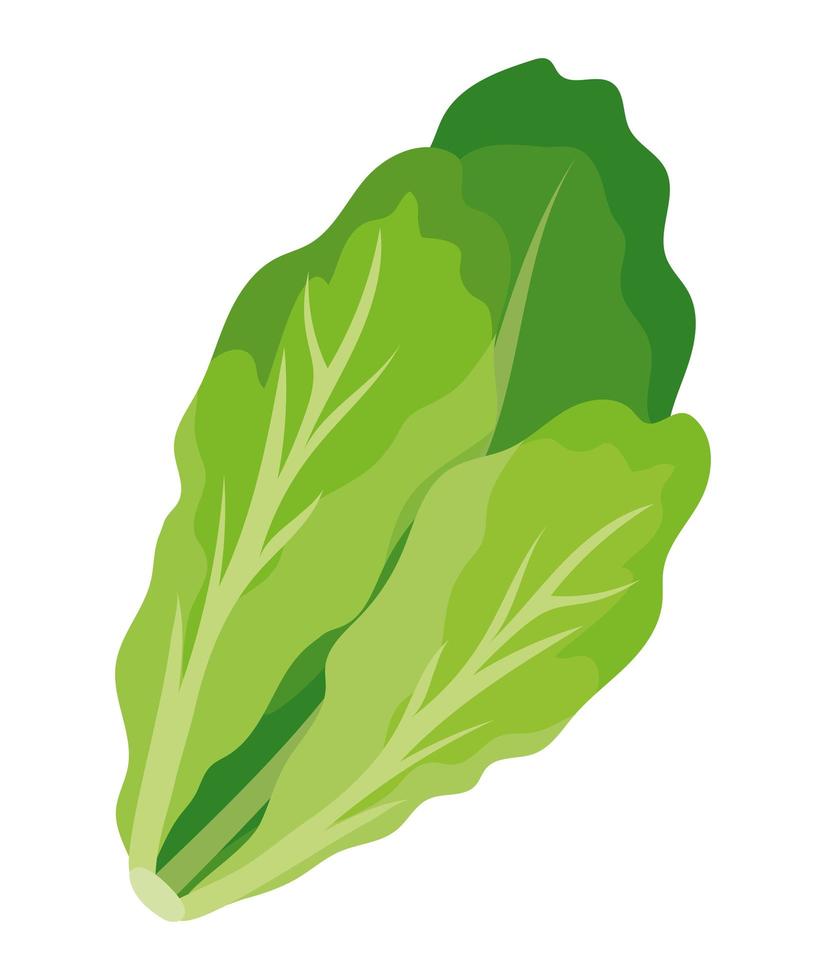 diseño de lechuga verde vector