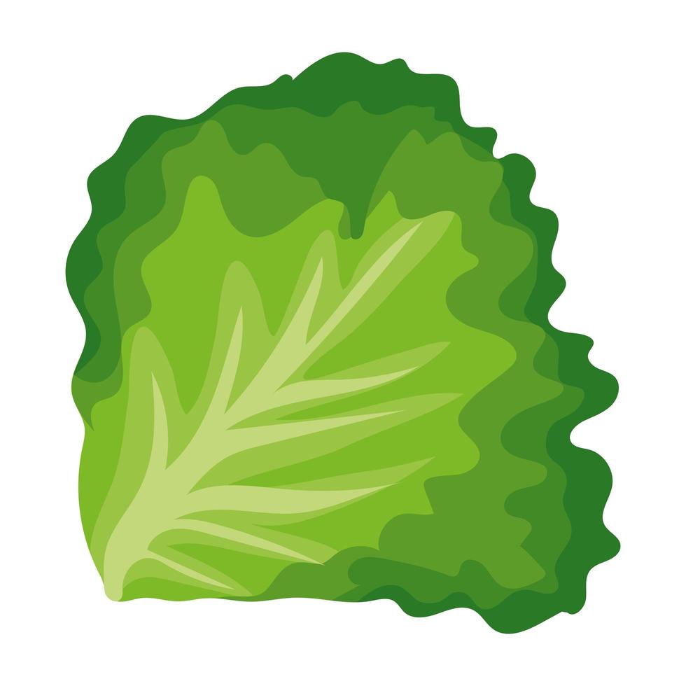 green lettuce illustration vector