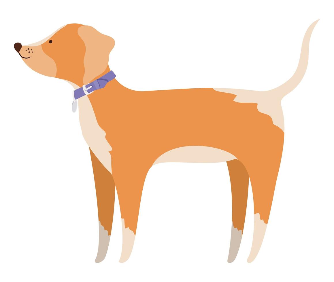 diseño de vector de mascota de perro aislado