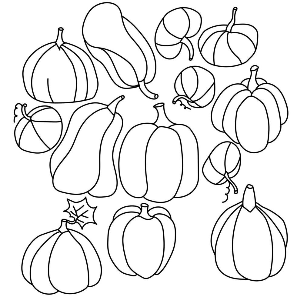 Conjunto de calabazas de contorno de varias formas y tamaños, símbolo vegetal o festivo útil vector