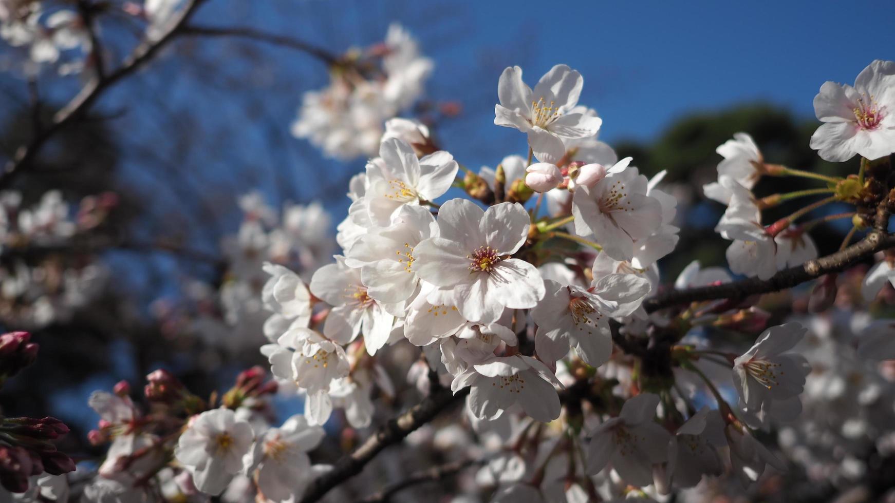 flores de cerezo blancas. árboles de sakura en plena floración en meguro ward tokio japón foto