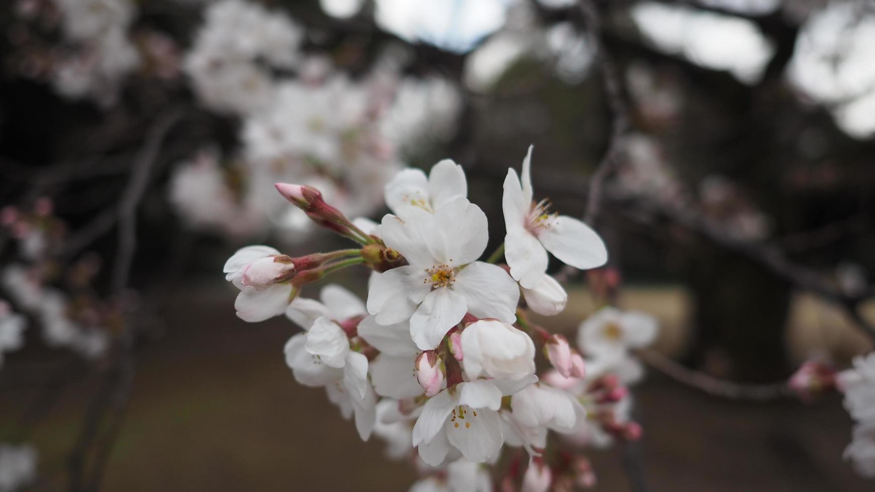 White Cherry blossoms. Sakura trees full bloom in Meguro Ward Tokyo Japan photo