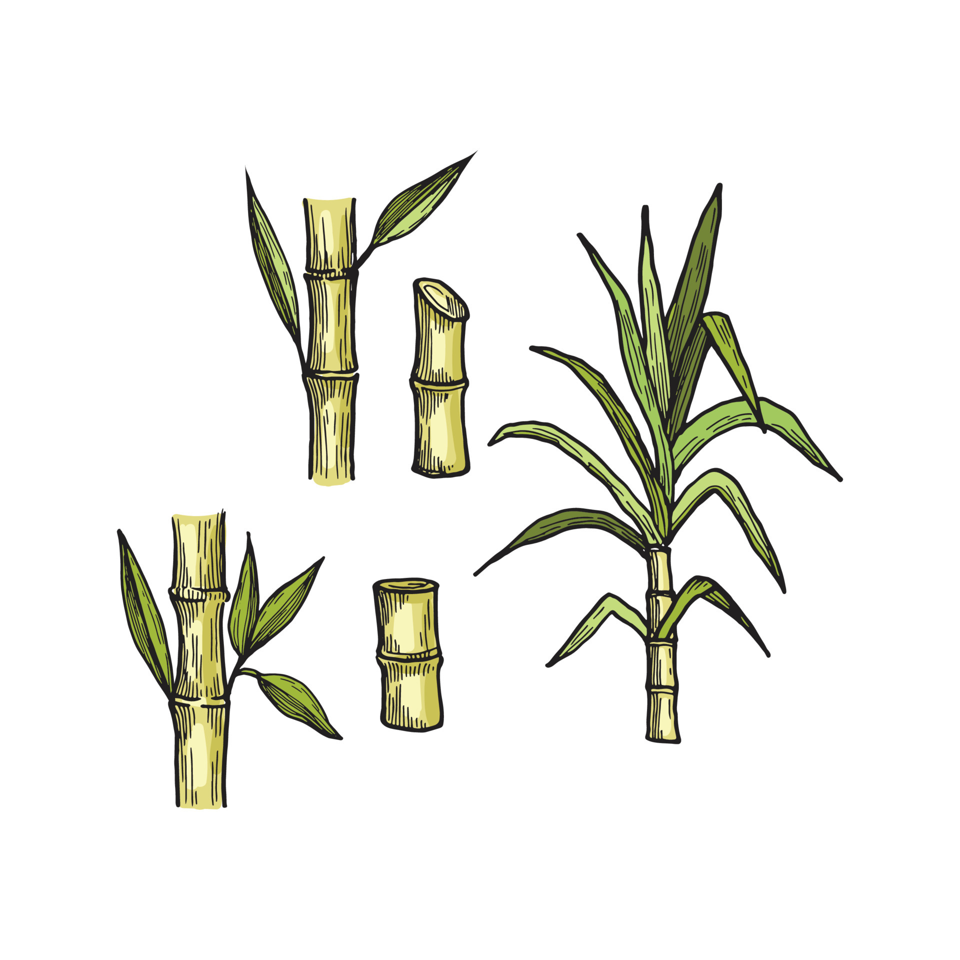 Sugar cane beverage engraving food agriculture sugar production vector