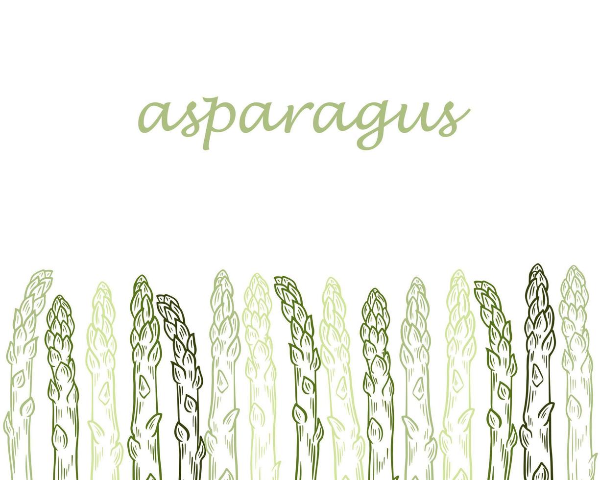 Template with growing sprouts of asparagus vector illustration