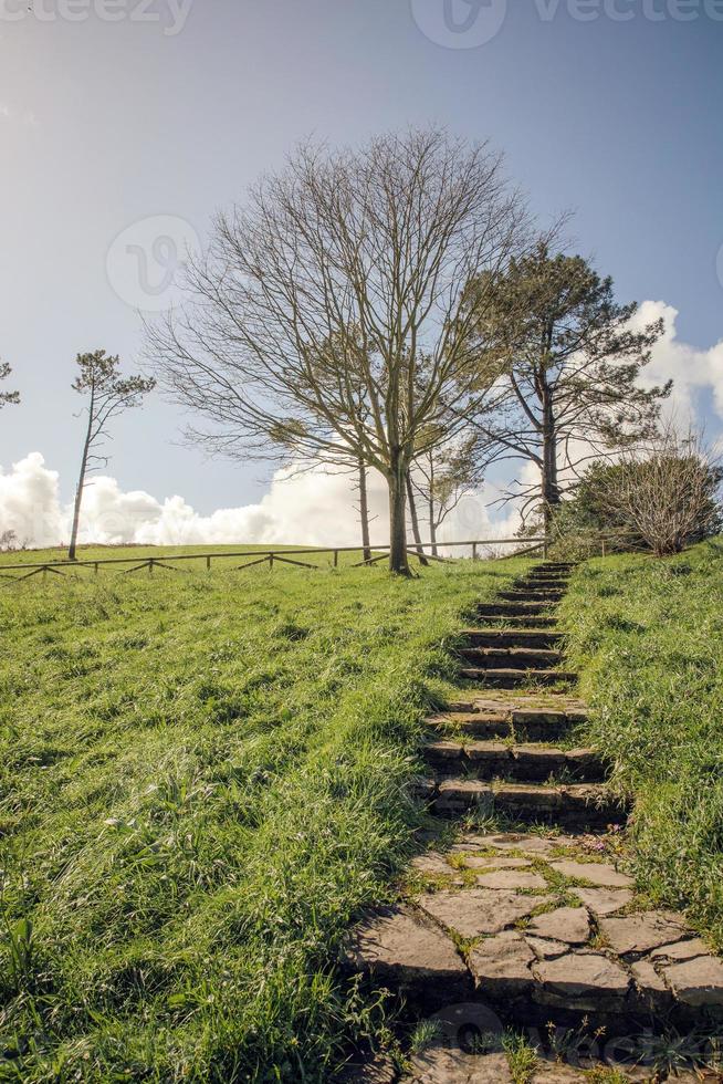 Stone stairs in grass with trees on background photo