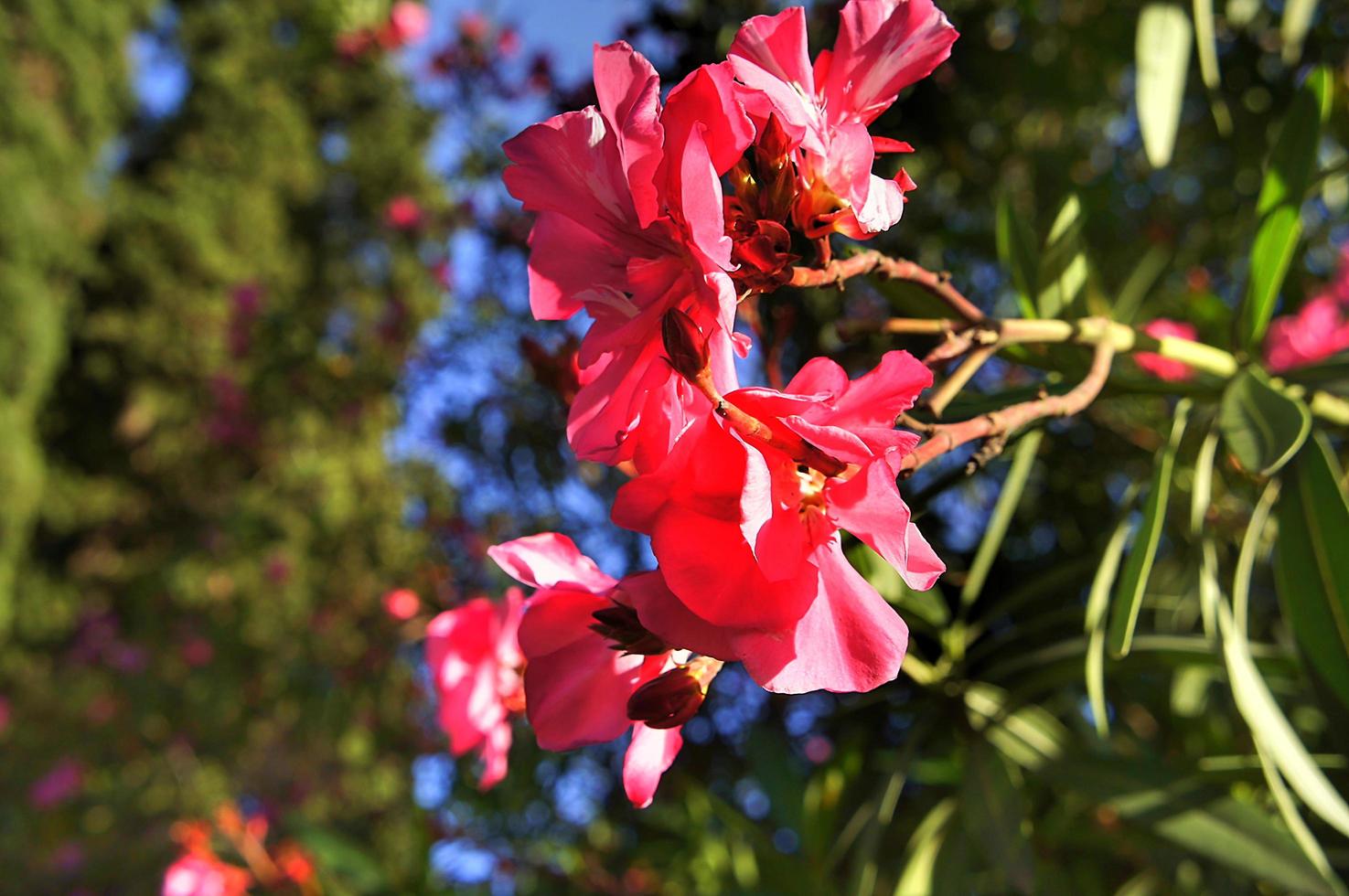 pink oleander flowers close up on blurry background photo